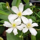 Klemátisz hexapetela Mongolian Snowflakes