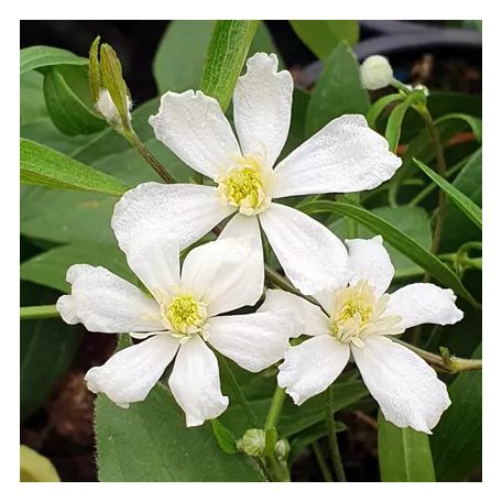 Klemátisz hexapetela Mongolian Snowflakes