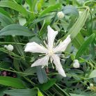 Klemátisz hexapetela Mongolian Snowflakes