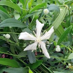 Klemátisz hexapetela Mongolian Snowflakes