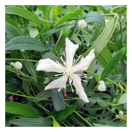 Klemátisz hexapetela Mongolian Snowflakes