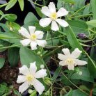 Klemátisz hexapetela Mongolian Snowflakes