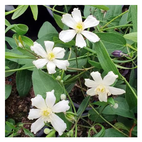 Klemátisz hexapetela Mongolian Snowflakes