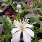 Klemátisz hexapetela Mongolian Snowflakes