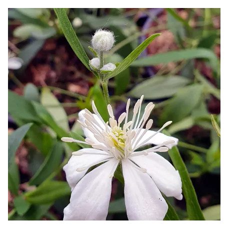 Klemátisz hexapetela Mongolian Snowflakes