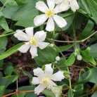 Klemátisz hexapetela Mongolian Snowflakes