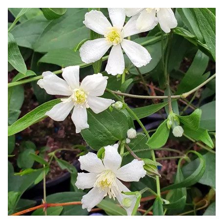 Klemátisz hexapetela Mongolian Snowflakes