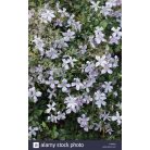 Klemátisz vit.Vanessa