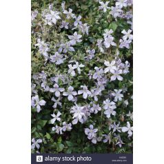 Klemátisz vit.Vanessa