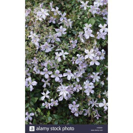 Klemátisz vit.Vanessa