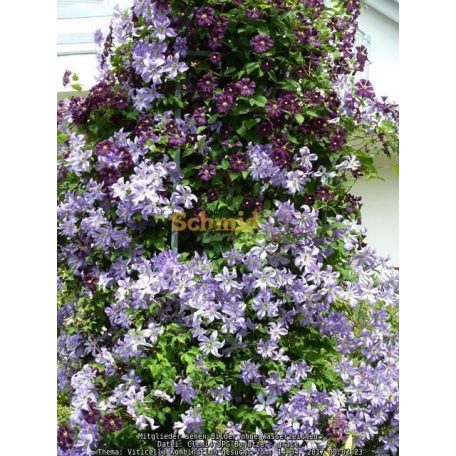 Klemátisz vit.Vanessa