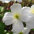 Klemátisz montana Elten