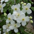 Klemátisz montana Elten