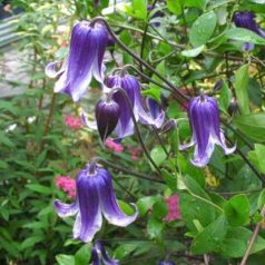 Klemátisz int. Rooguchi