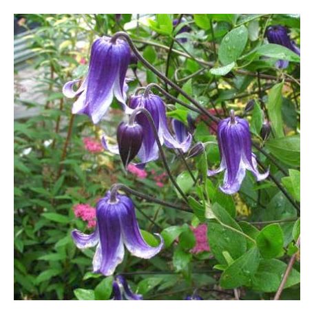 Klemátisz int. Rooguchi