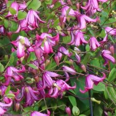 Klemátisz viorna Odoriba