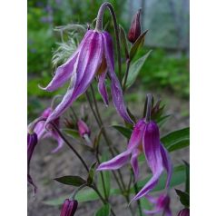 Klemátisz int.Hanajima