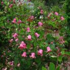 Klemátisz viorna Sonnette BFCC