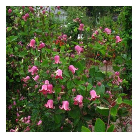 Klemátisz viorna Sonnette BFCC