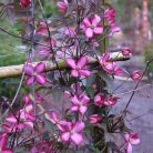 Klemátisz montana Van Gogh