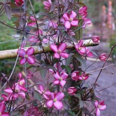 Klemátisz montana Van Gogh