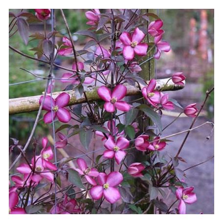 Klemátisz montana Van Gogh