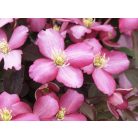 Klemátisz montana Van Gogh