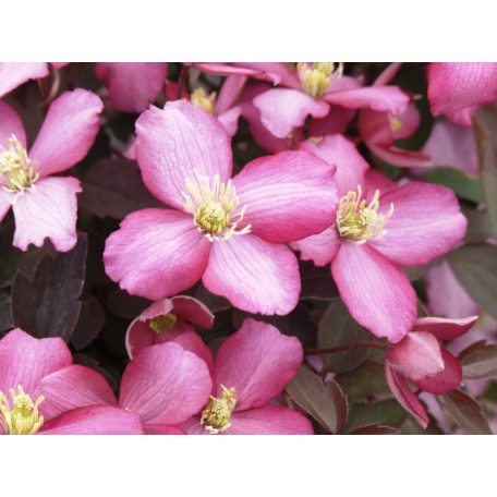 Klemátisz montana Van Gogh