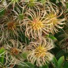 Klemátisz integrifolia Blue Ribbons