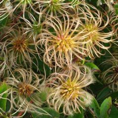 Klemátisz integrifolia Blue Ribbons