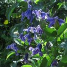 Klemátisz integrifolia Blue Ribbons