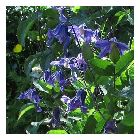 Klemátisz integrifolia Blue Ribbons
