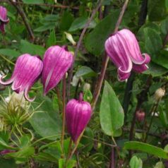 Klemátisz texenis Coralie 