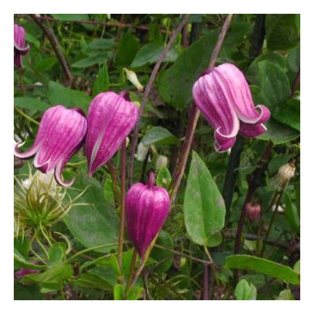 Klemátisz texenis Coralie 