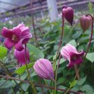 Klemátisz texenis Coralie 