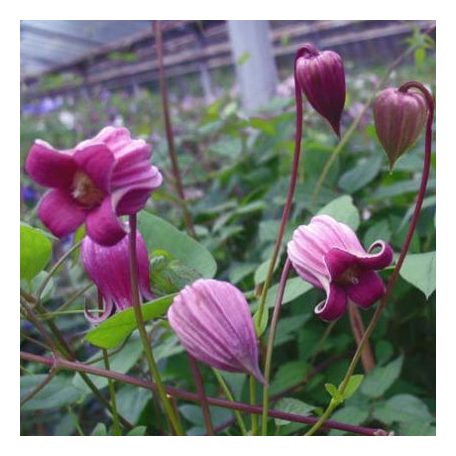 Klemátisz texenis Coralie 