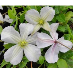 Klemátisz viticella White Prince Charles