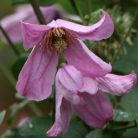 Klemátisz int.Carol Klein