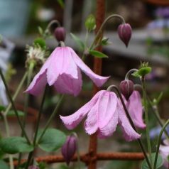 Klemátisz int.Carol Klein