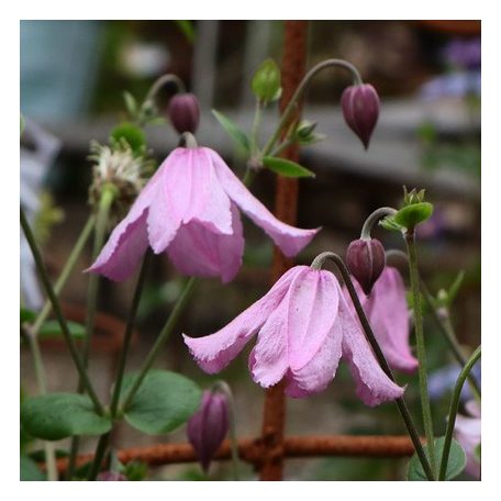 Klemátisz int.Carol Klein