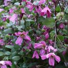 Klemátisz int.Carol Klein