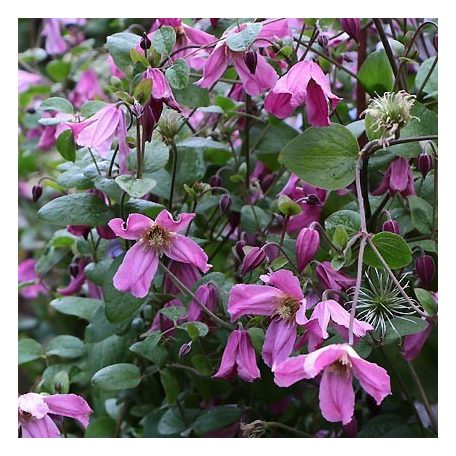 Klemátisz int.Carol Klein