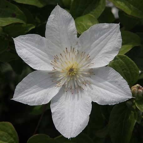 Klemátisz Apollonia