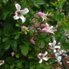 Klemátisz viorna Elf 