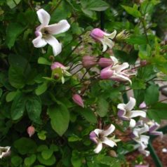 Klemátisz viorna Elf 