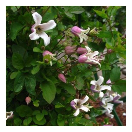 Klemátisz viorna Elf 