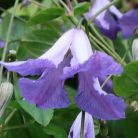 Klemátisz viticella Morning Heaven