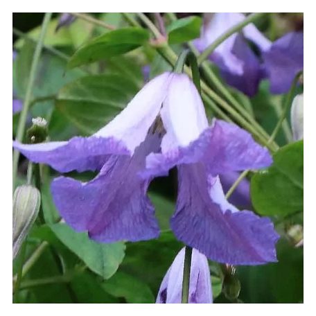 Klemátisz viticella Morning Heaven