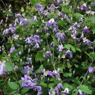 Klemátisz viticella Morning Heaven