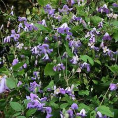 Klemátisz viticella Morning Heaven